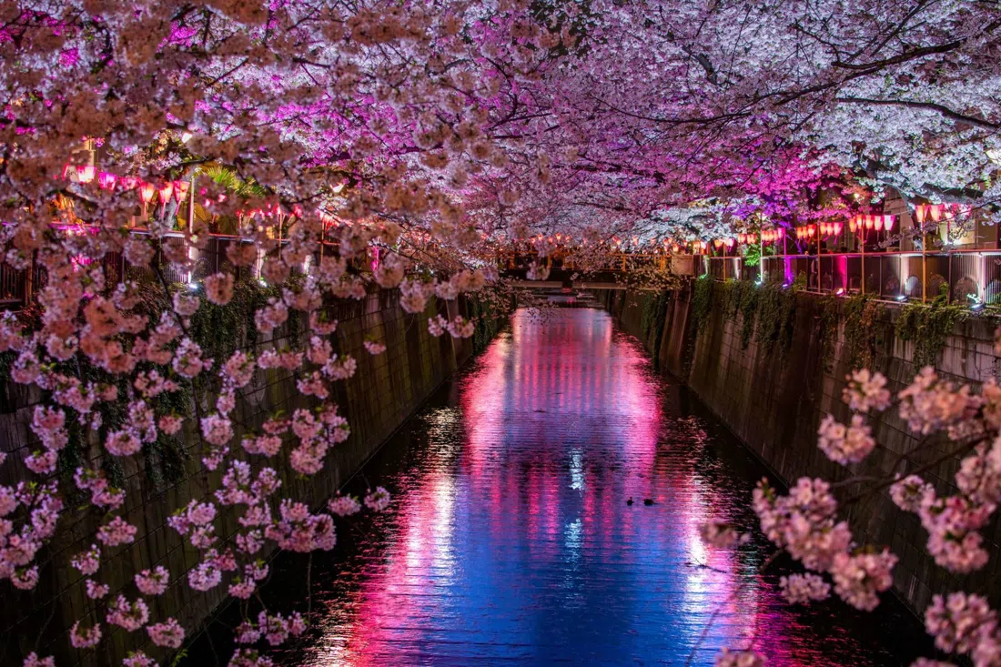 Arigato Japan Evening Hanami Tour, Tokyo