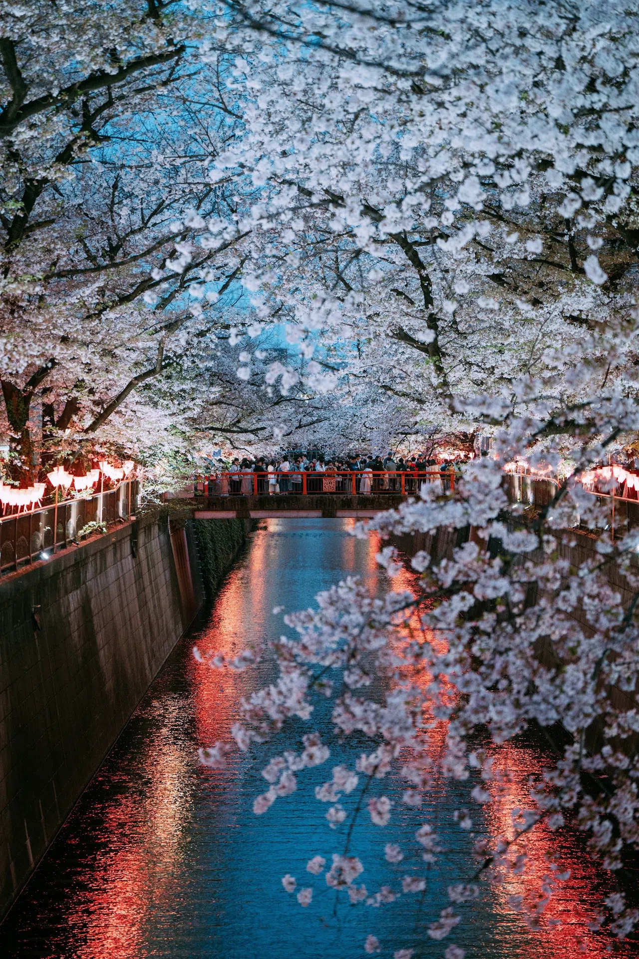 Temporada das Sakuras em Tóquio: Um Roteiro de Meguro a Ueno