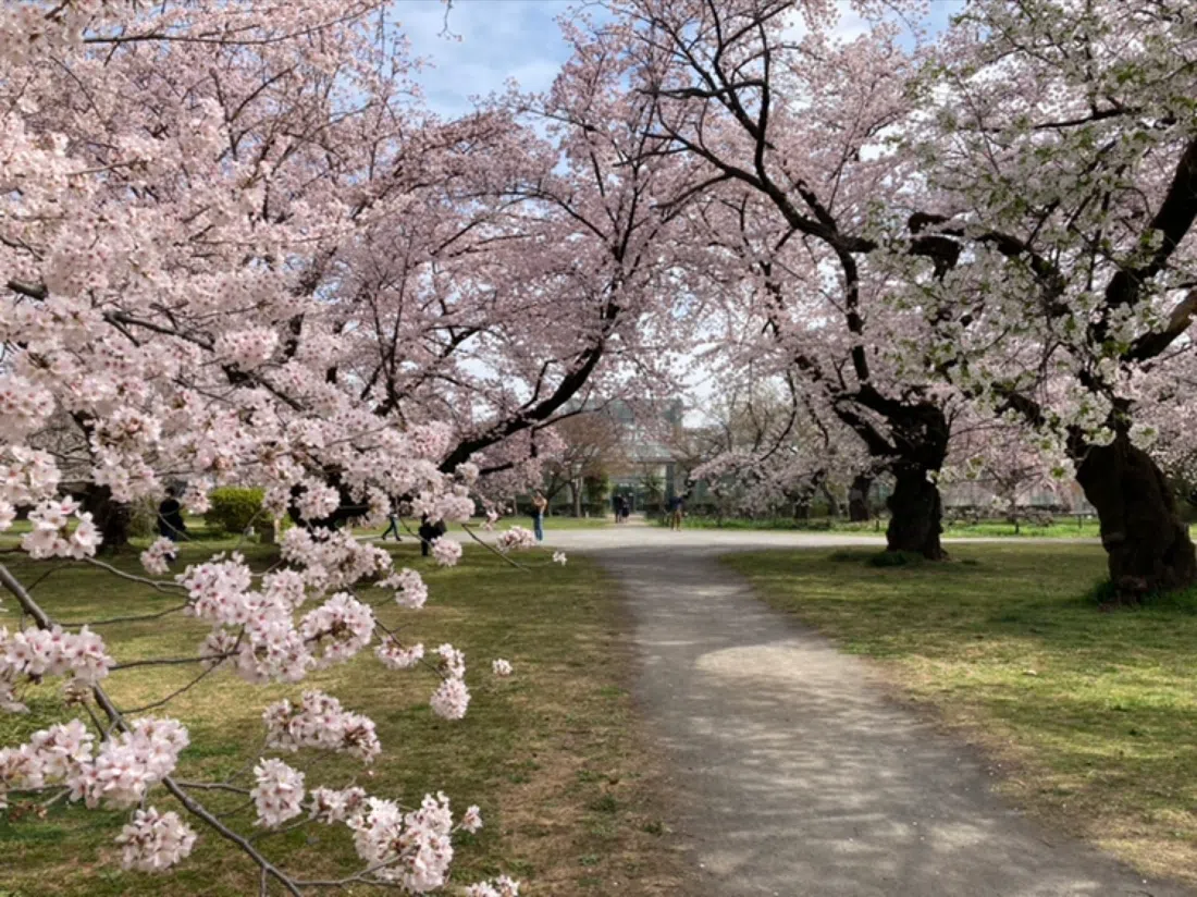 小石川植物园(东京大学),东京