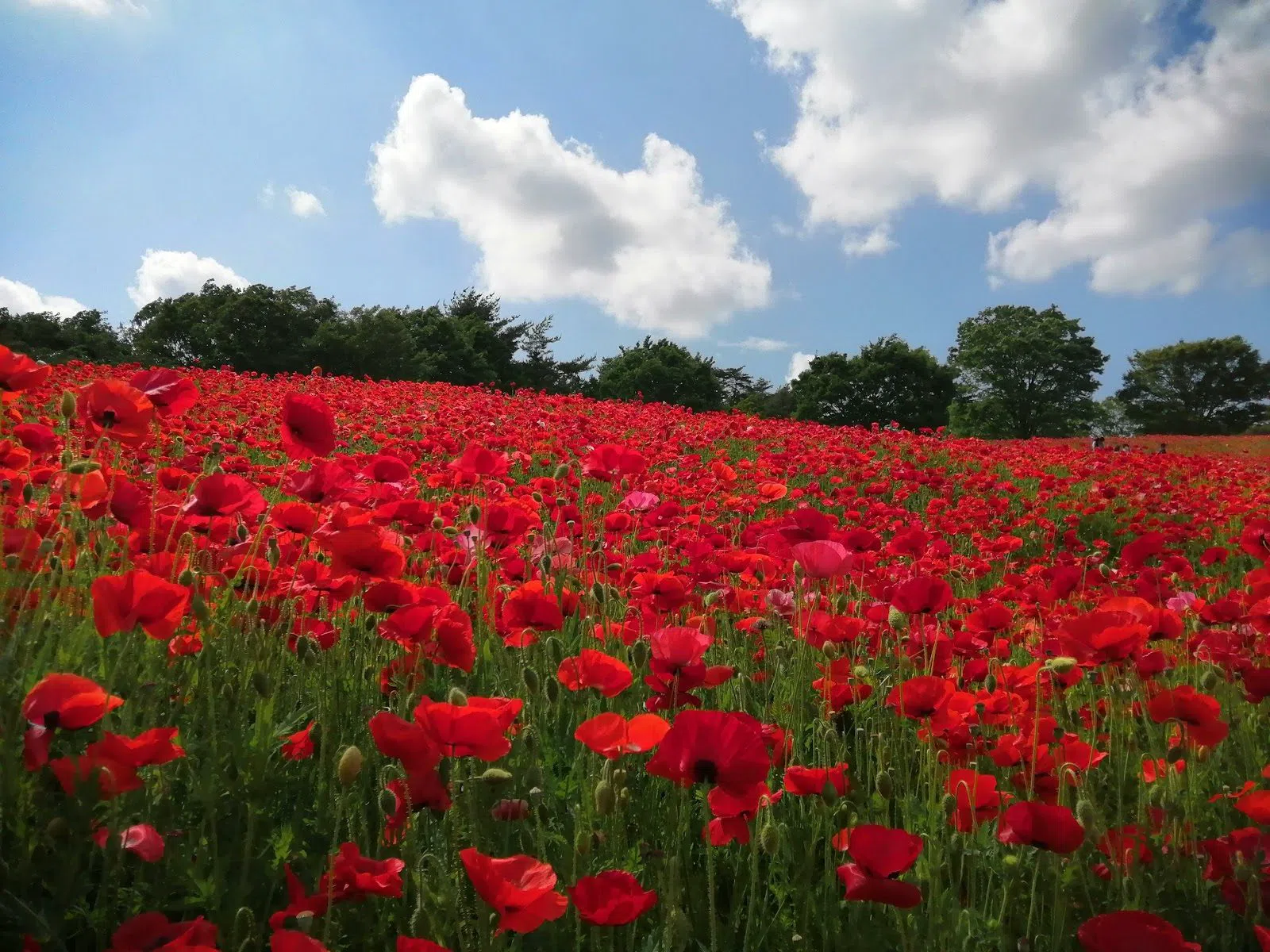Showa Kinen Park (National Showa Memorial Park), Tokyo